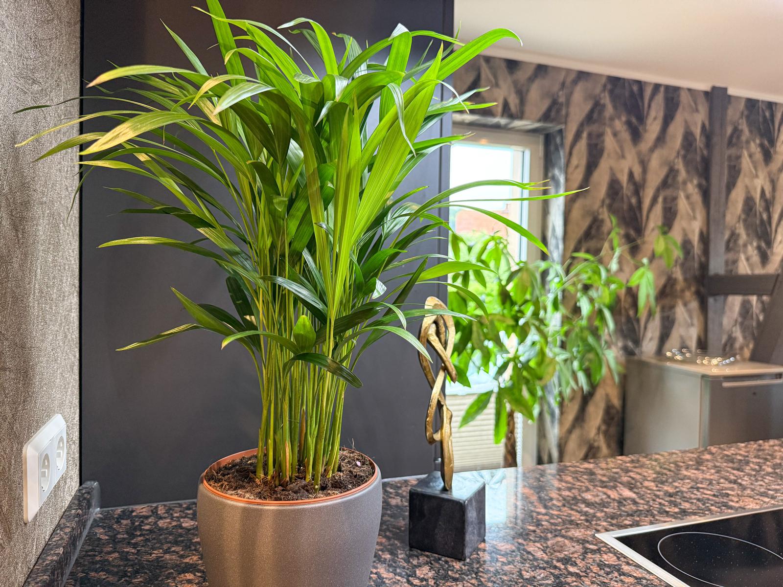 Eine große Pflanze steht auf der Küchenarbeitsplatte neben einer goldenen Skulptur.