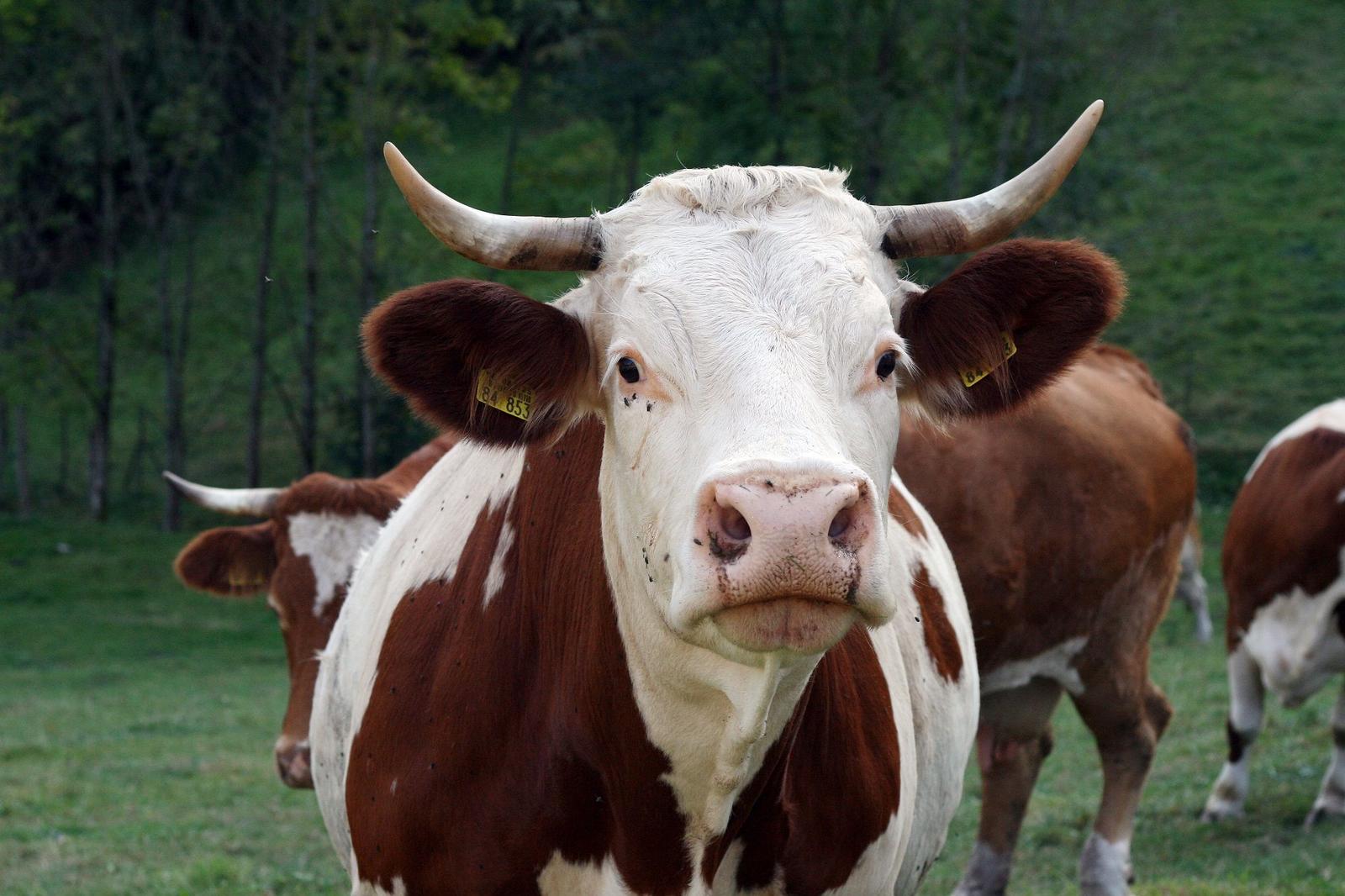 Rinder mit markierten Ohren grasen auf einer grünen Wiese vor einem Wald.