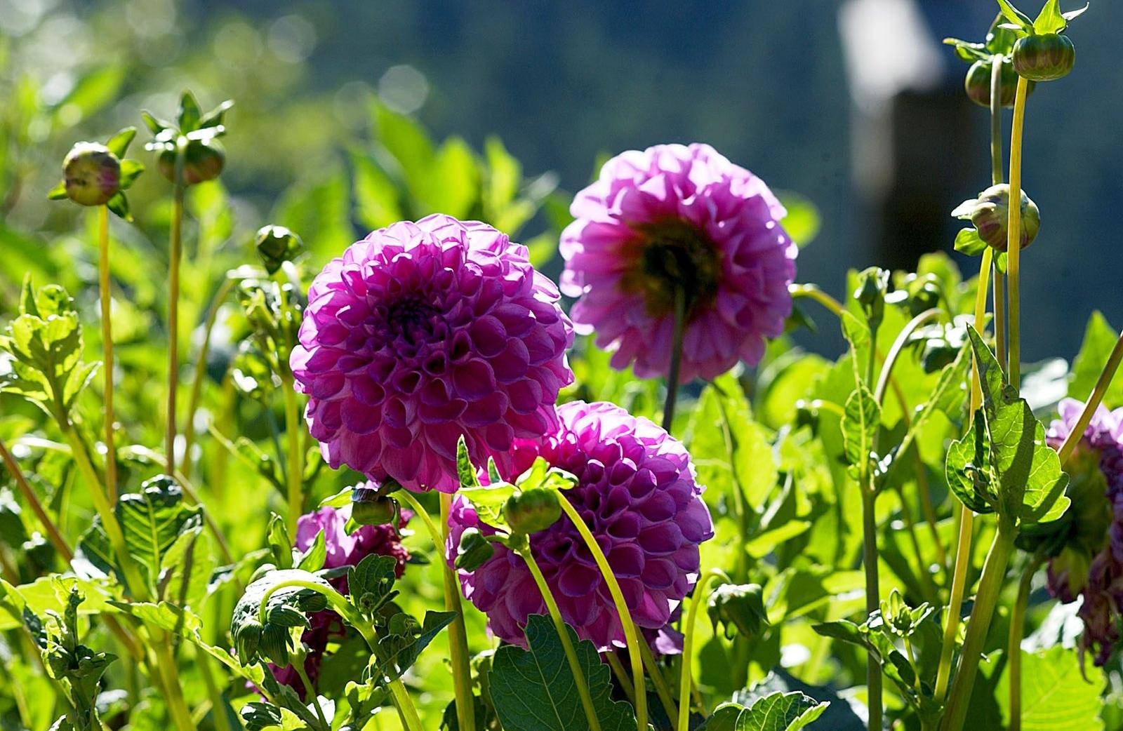 Violette Dahlienblüten im Garten mit grünen Blättern und unblütenknospen.
