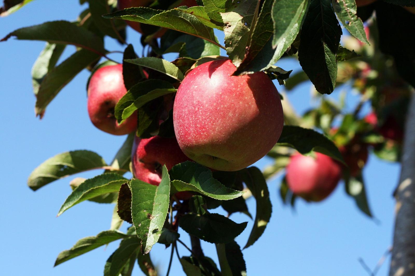 Reife Äpfel hängen an einem Baum unter blauem Himmel.
