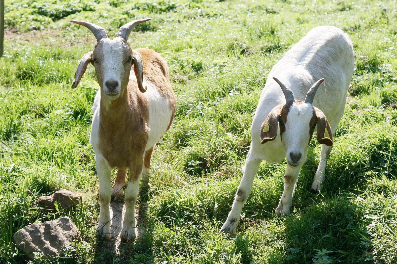 Zwei Ziegen grasen auf einer grünen Wiese mit Steinen.