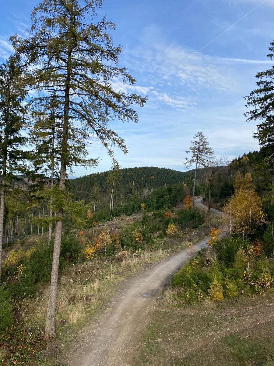 Waldweg führt durch grüne und herbstliche Bäume zu Bergen unter blauem Himmel.