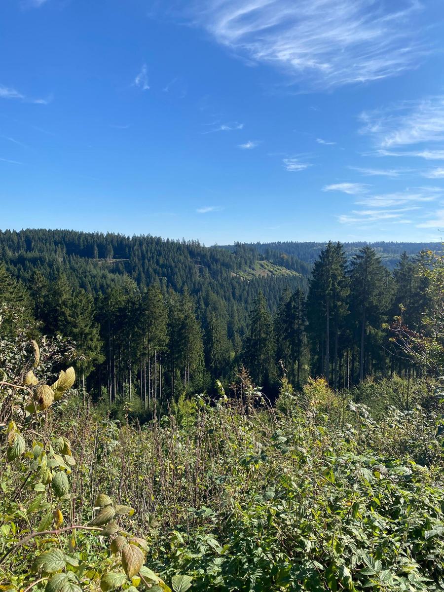 Panoramablick auf einen dichten Wald unter einem klaren blauen Himmel.