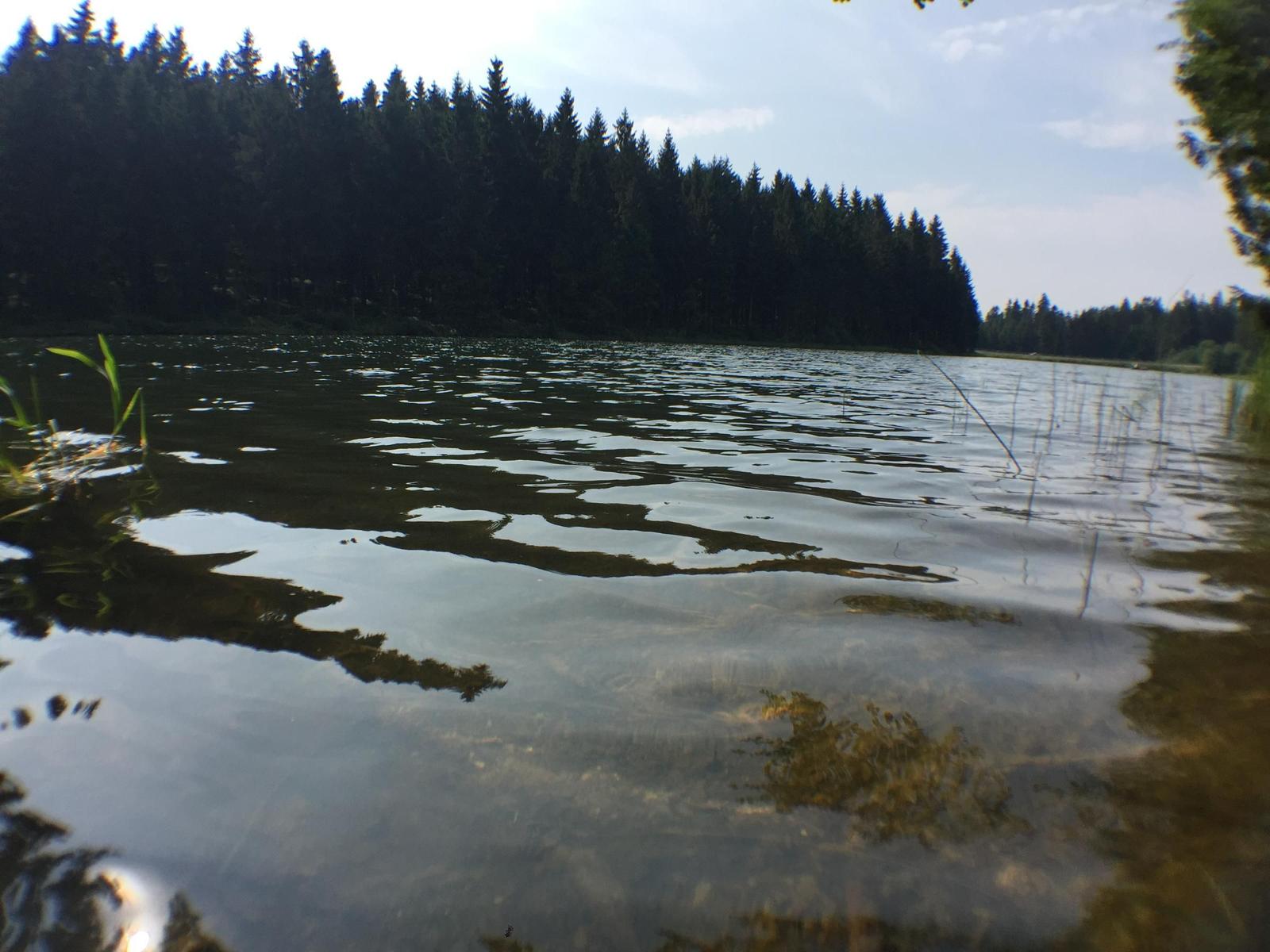 Klarer See mit Waldreflexionen und Wasserpflanzen im Vordergrund.