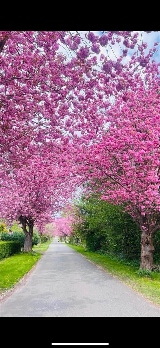 A path under blooming pink cherry trees with green lawn on both sides.