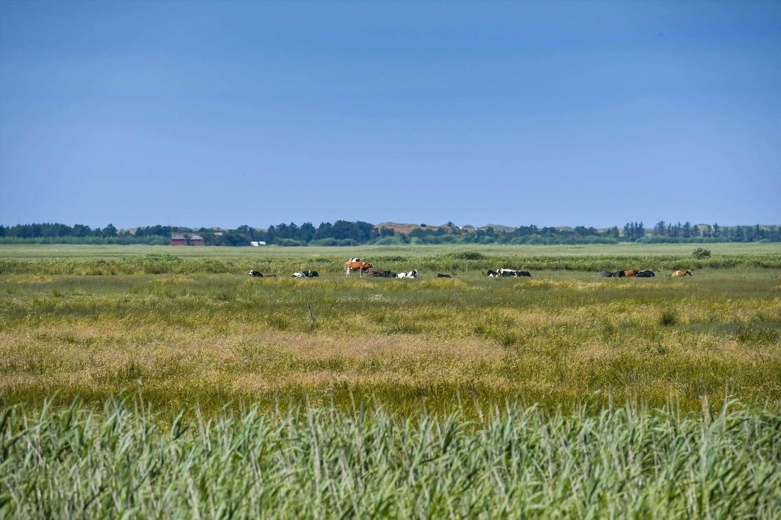 Wide field with cows under blue sky. Trees and a red building are visible in the background.