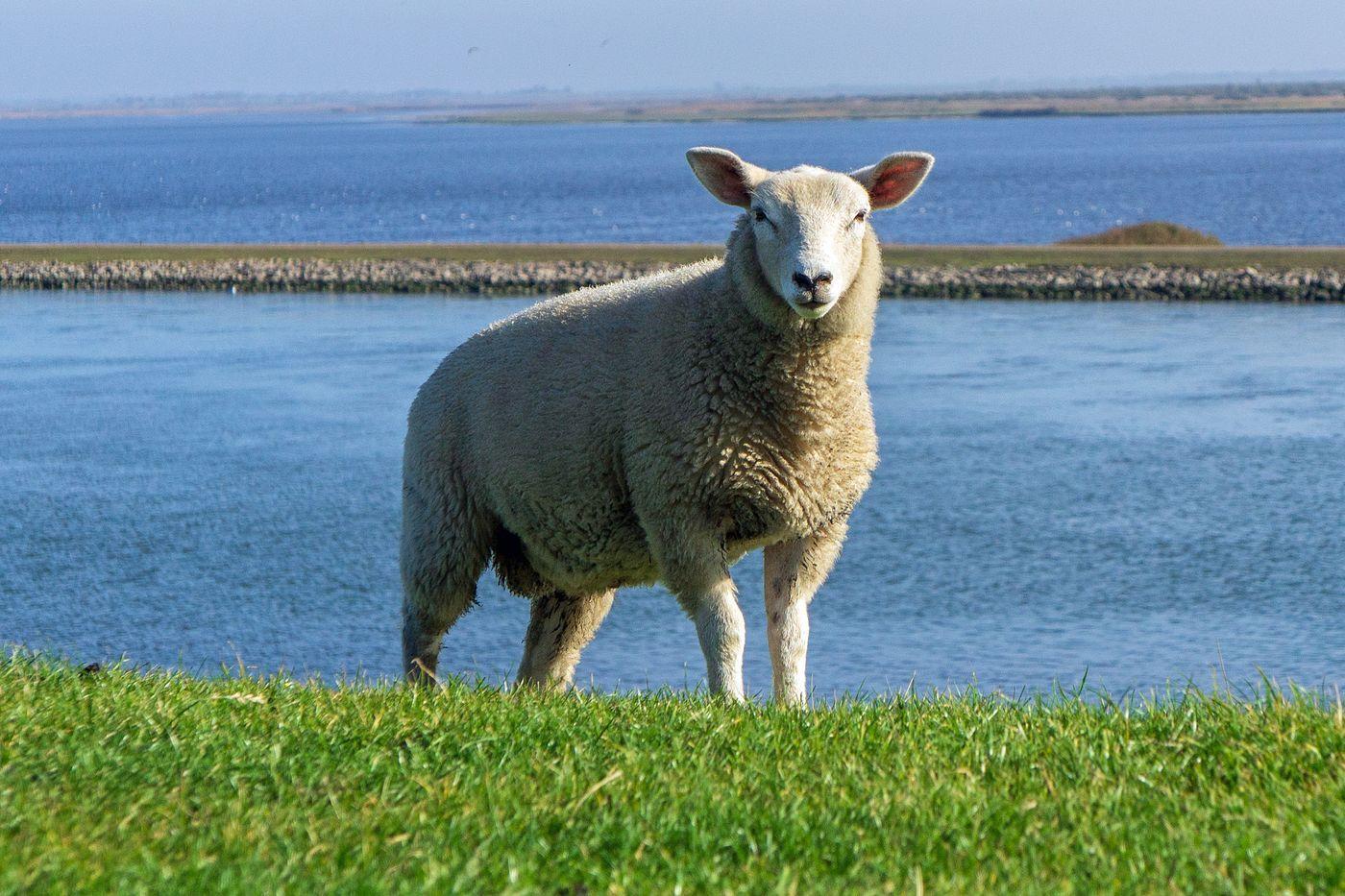 Schaf steht auf grünem Rasen am Wasser