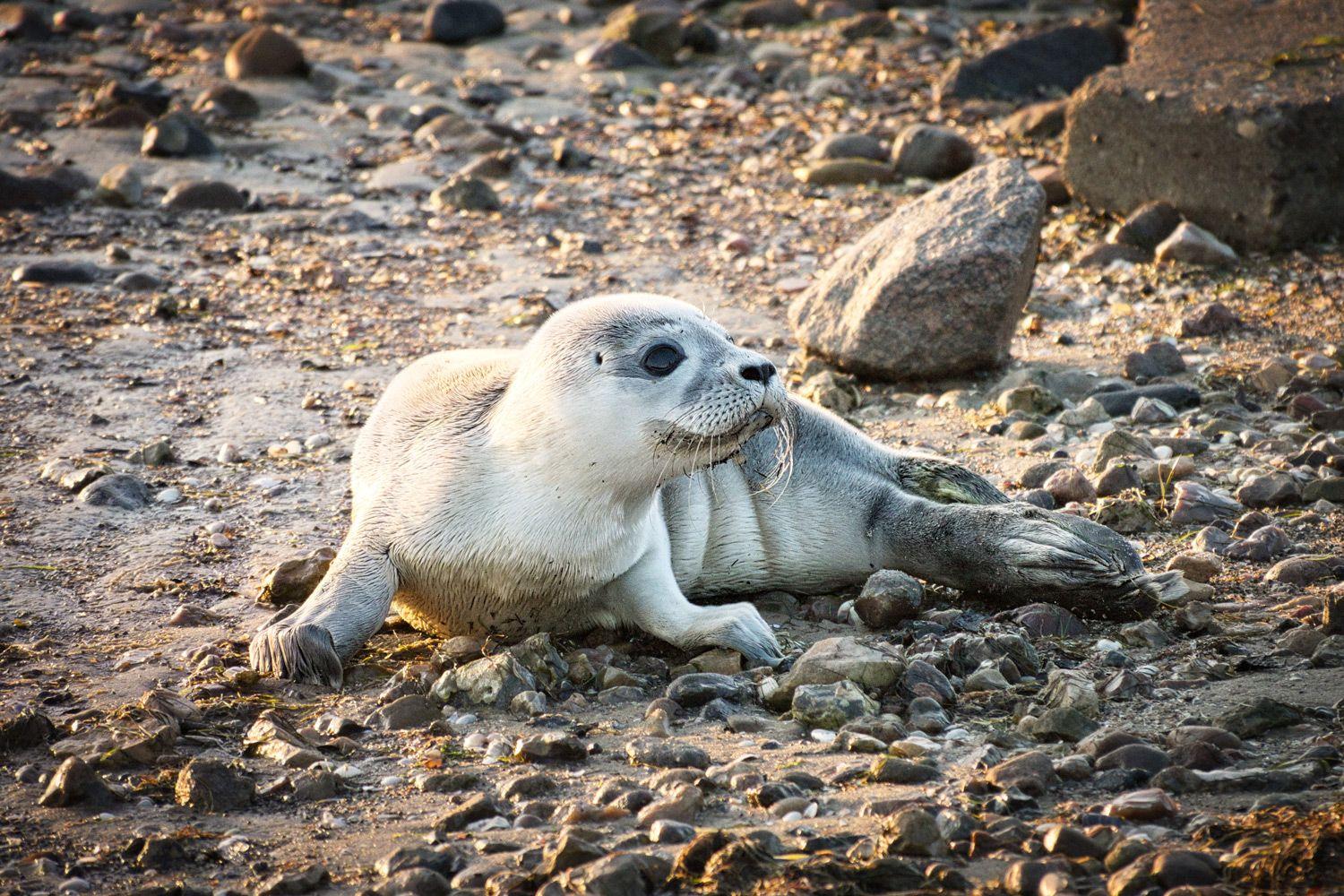 Nordstrand am Strand
