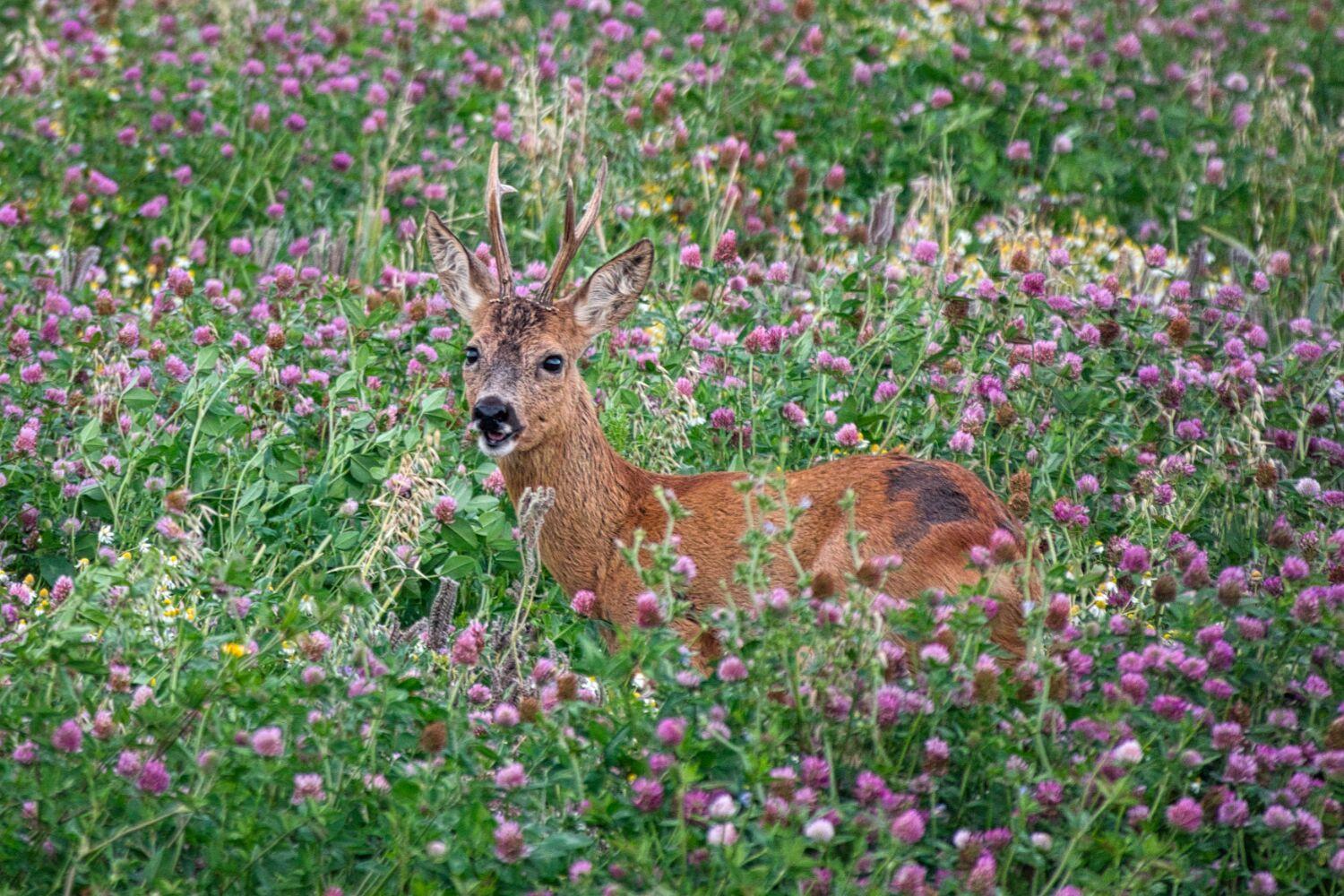 Nordstrand hinter dem Deich