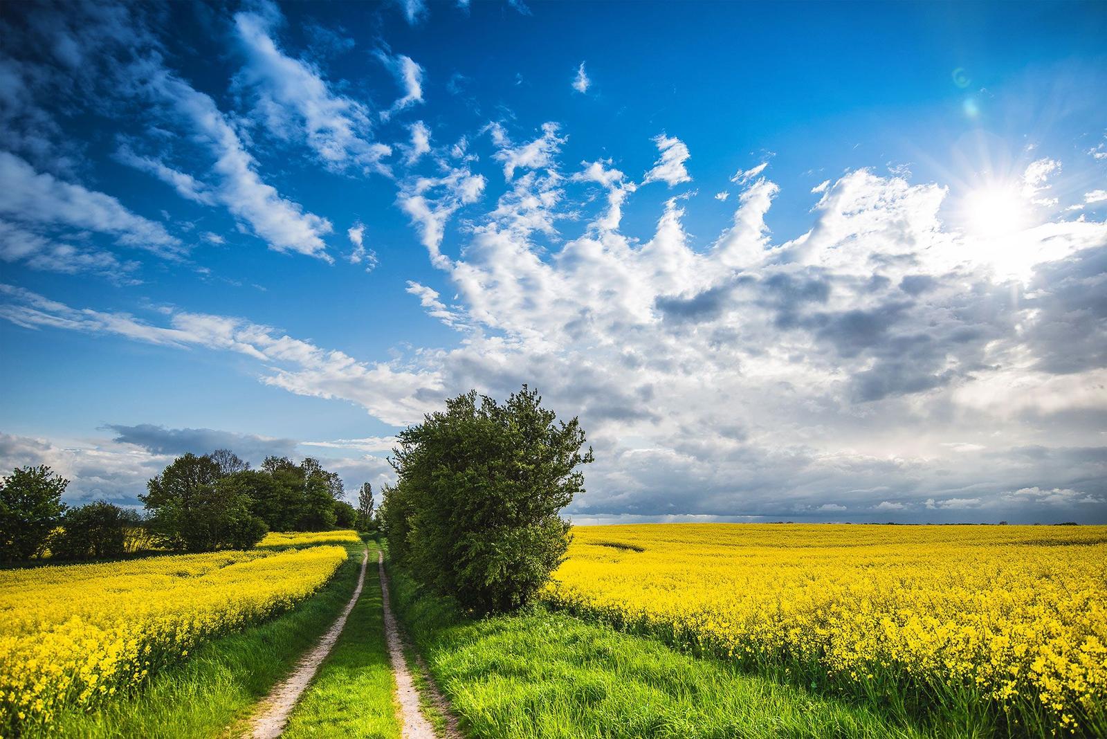 Eine staubige Straße führt durch gelbe Rapsfelder unter einem blauen Himmel mit weißen Wolken.