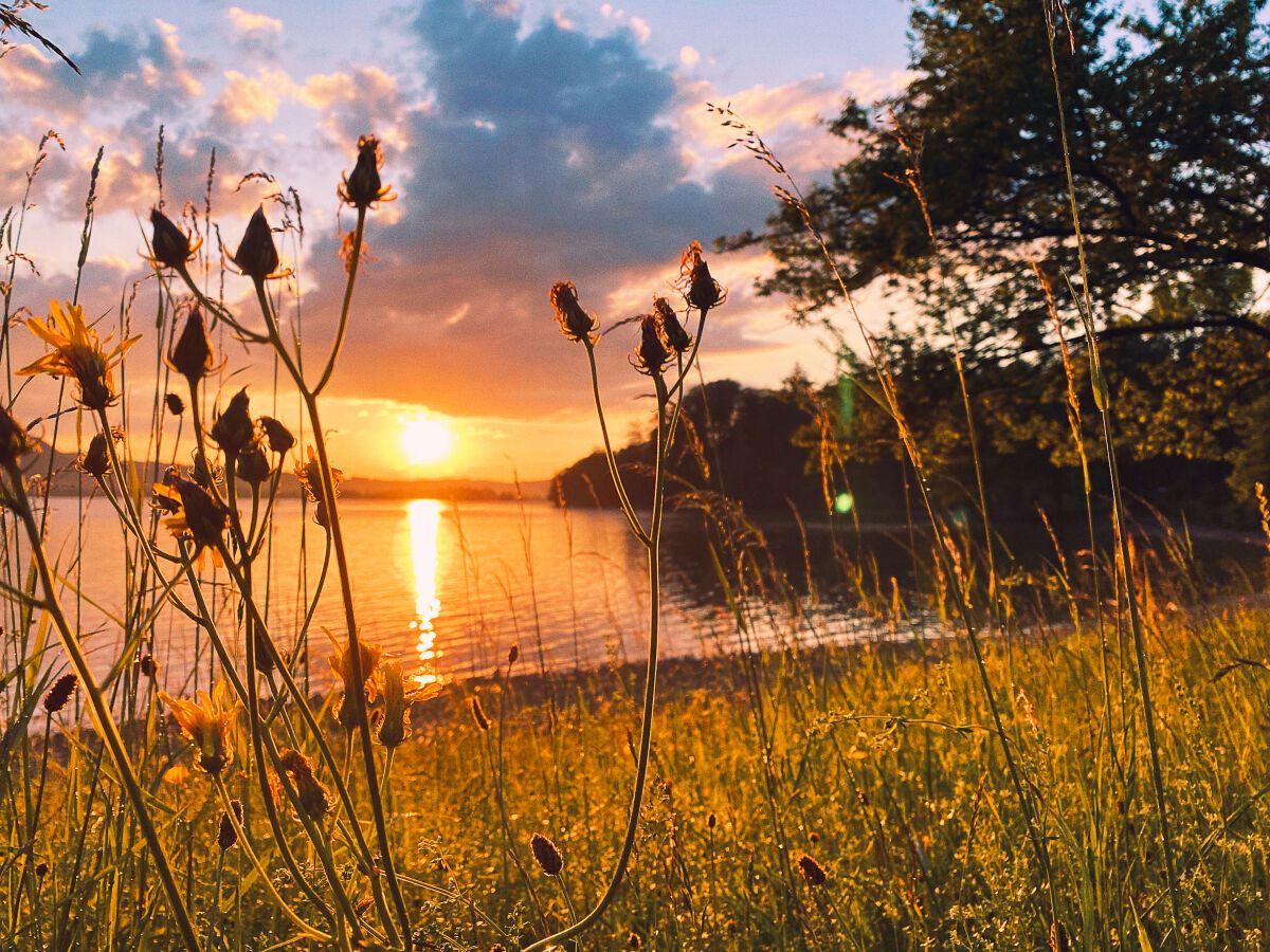 Sonnenuntergang über See mit Gras und Pflanzen im Vordergrund.