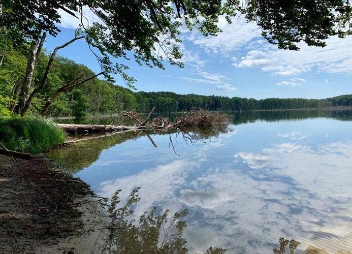 Ein ruhiger See mit spiegelglatter Oberfläche und umgebenden Bäumen unter blauem Himmel.