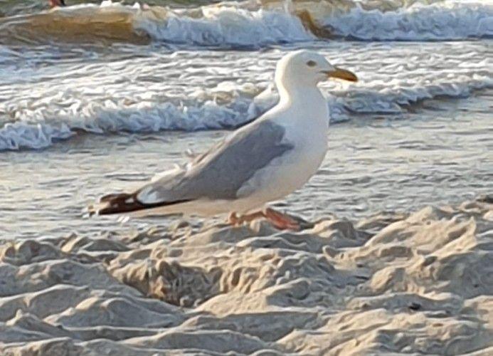 Eine Möwe steht am Strand, während Wellen das Ufer erreichen.