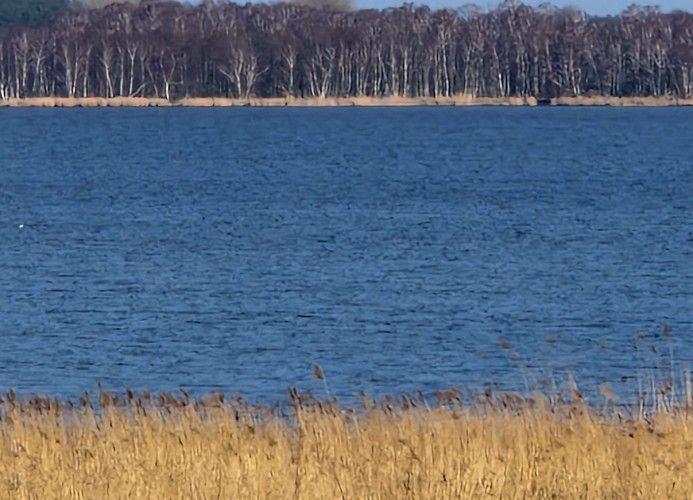 Ein Blick auf einen See mit Ufervegetation und einem Wald im Hintergrund.