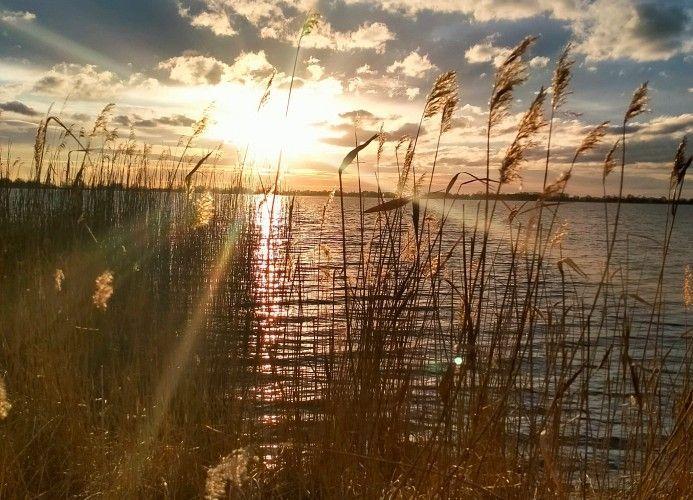 Sonnenuntergang über einem See mit Schilf im Vordergrund.