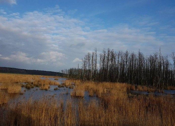 Wasserfläche mit hohem Schilf und Bäumen am Horizont unter blauem Himmel mit Wolken.