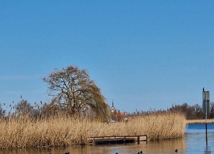 Seeufer mit Schilf, Brücke und Baum unter blauem Himmel