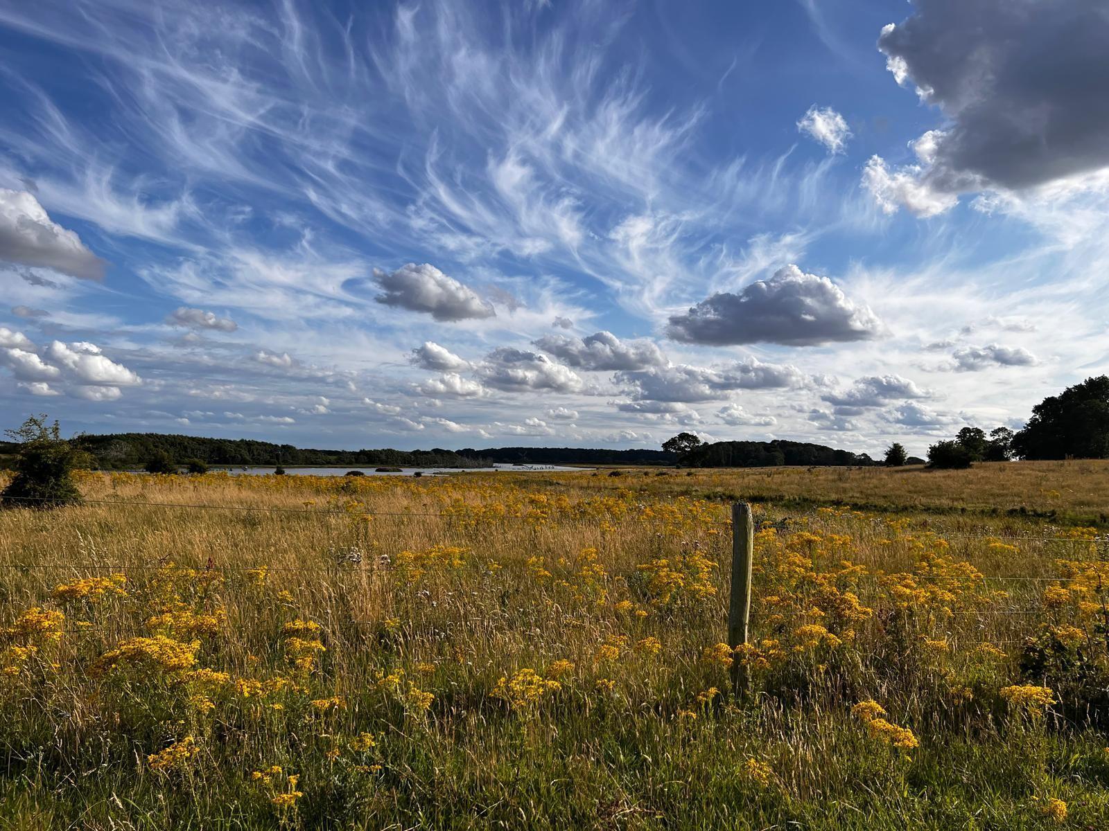 Weite Wiese mit gelben Blumen, Drahtzaun und Wald im Hintergrund unter einem blauen Himmel mit Wolken.