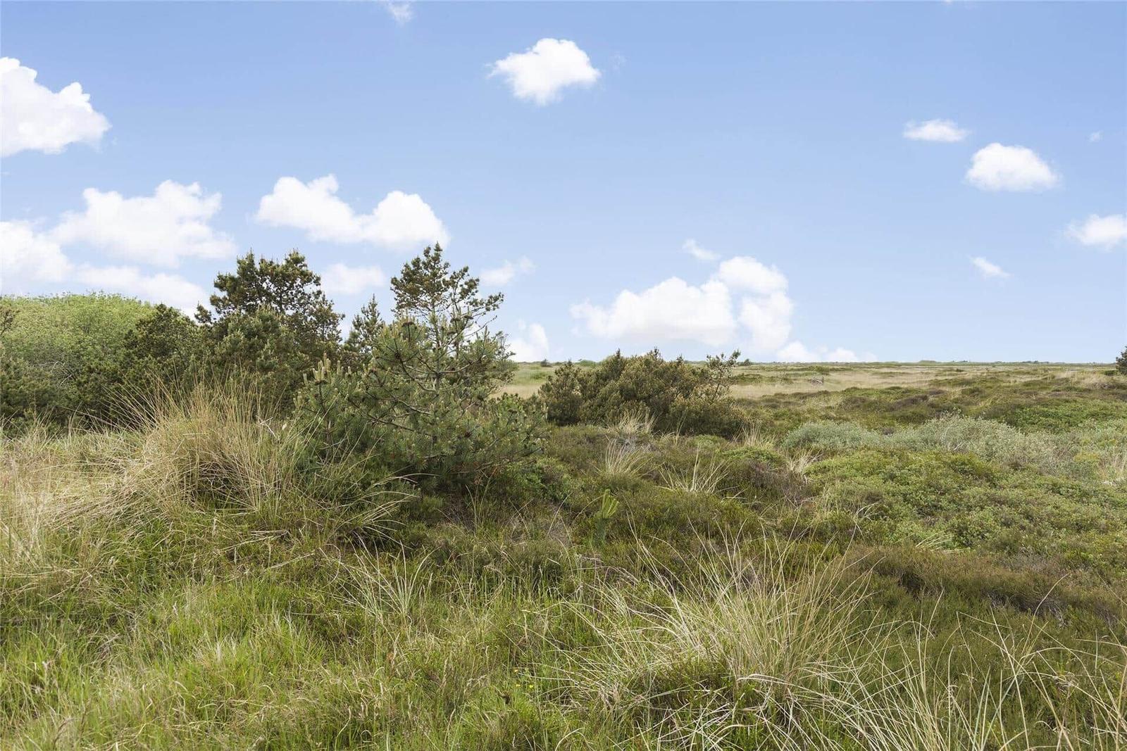 Weite Heidelandschaft unter blauem Himmel mit vereinzelten Bäumen und Gräsern.