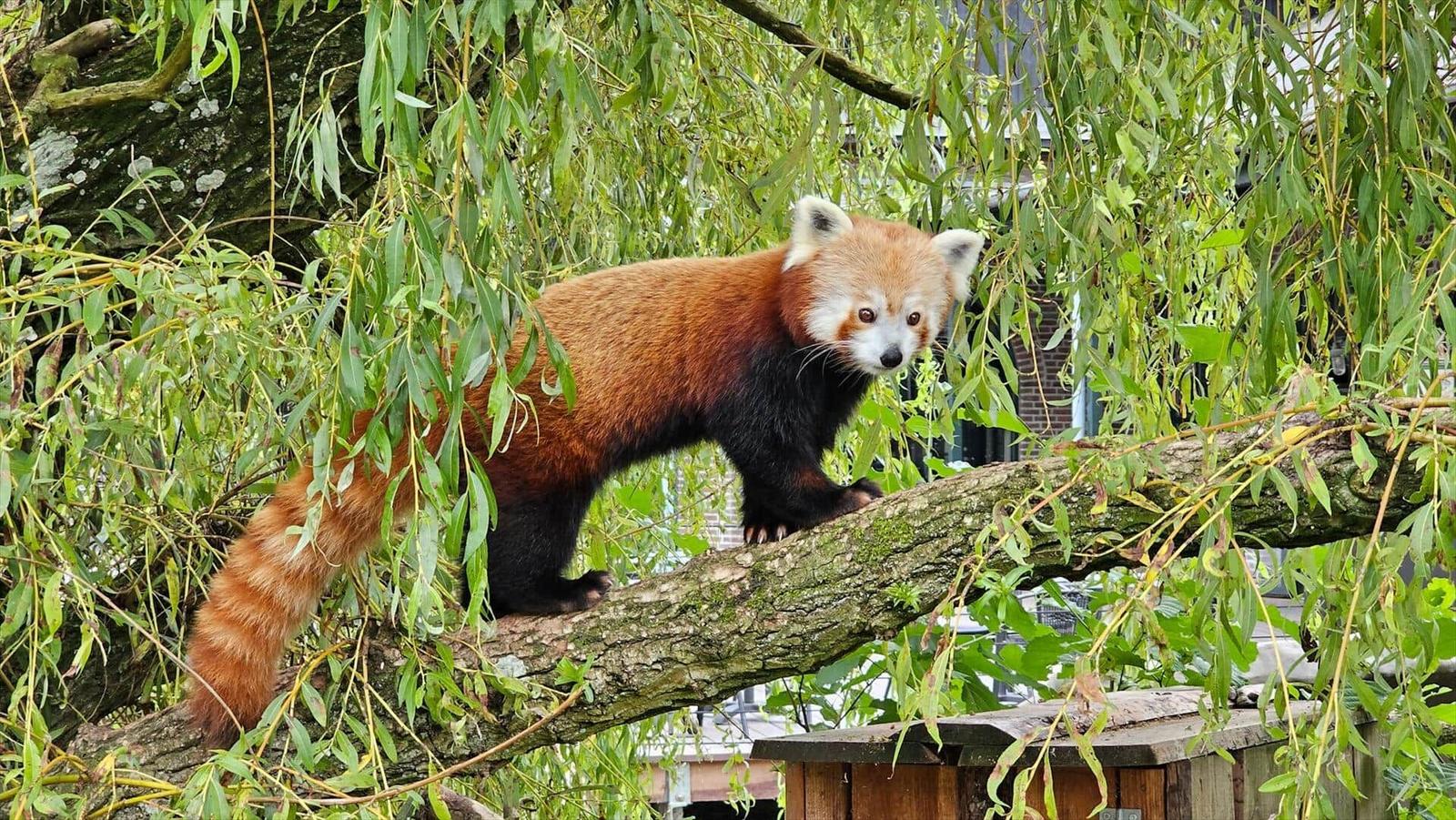 A small red panda stands on a branch in a green tree.
