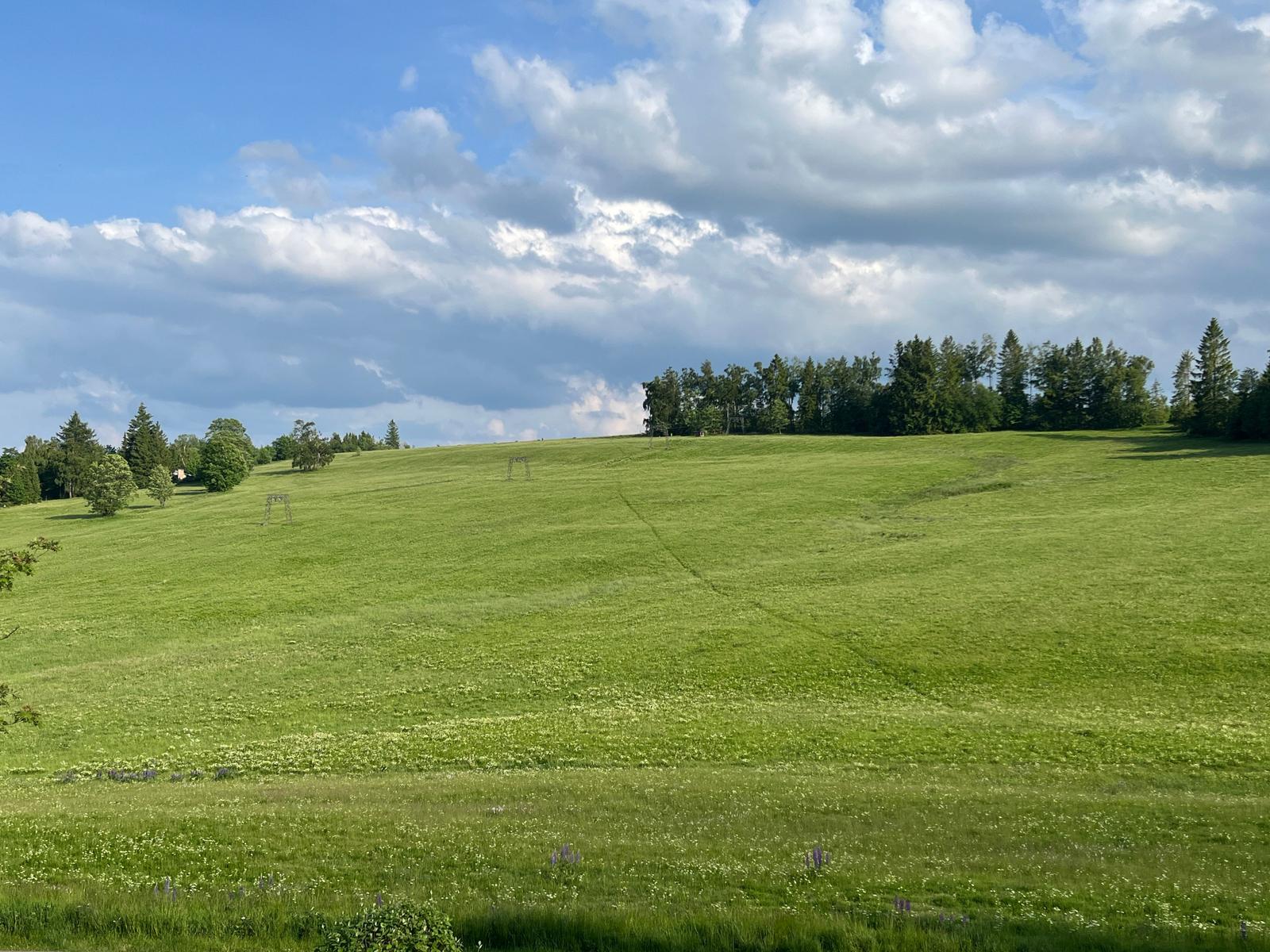 Im Sommer eine schöne Bergwiese - der Hasselkopf