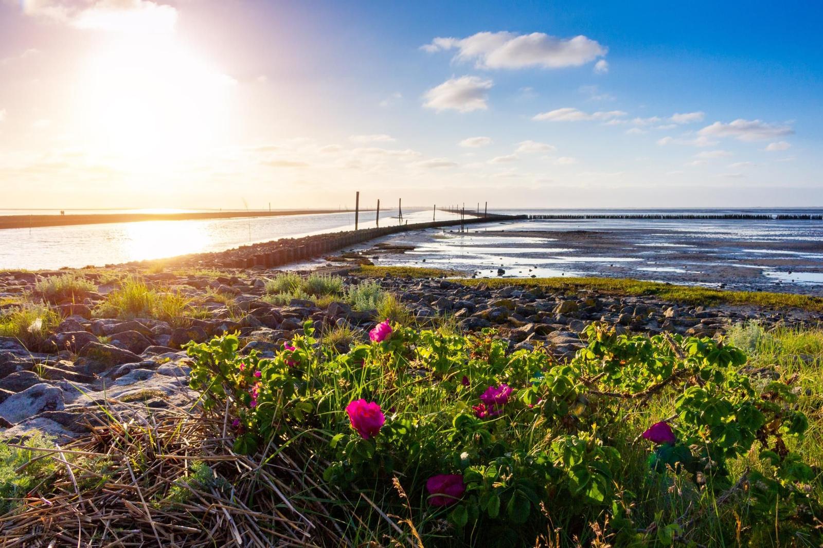 Sonnenuntergang am Watt mit rosa Rosen im Vordergrund.