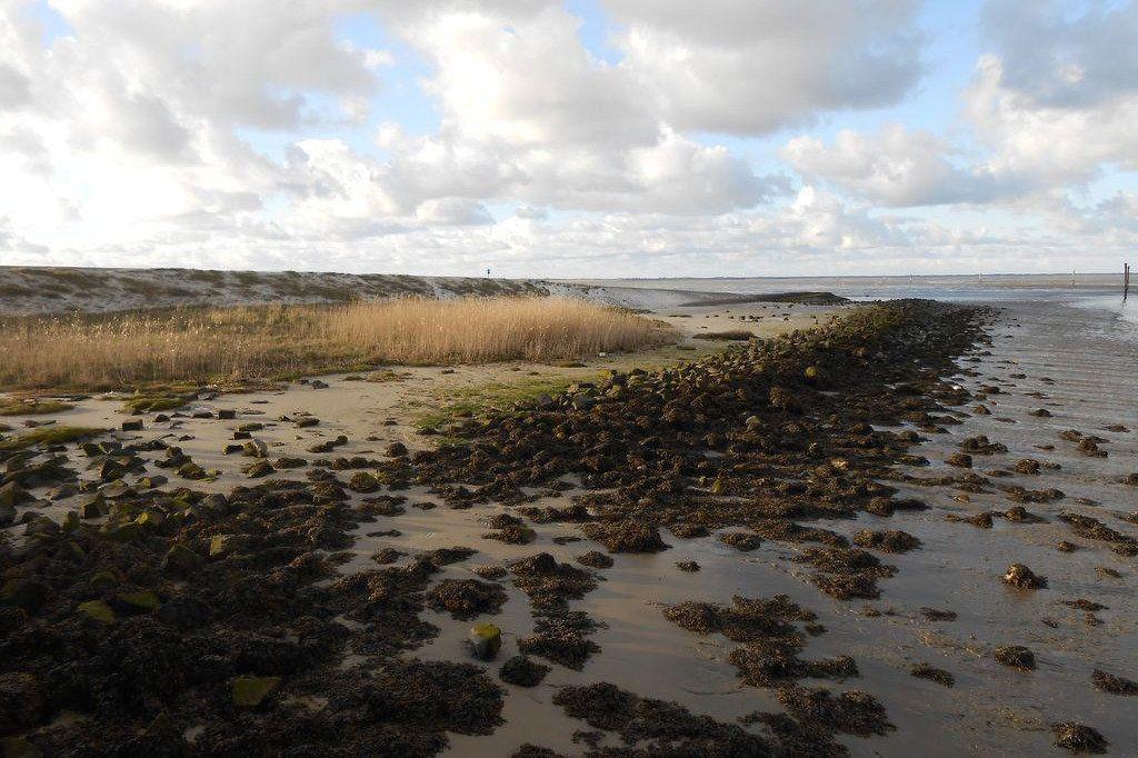 Muschelstrand mit Dünen und Watt. Flache Wasserfläche mit Steinen und Algen.