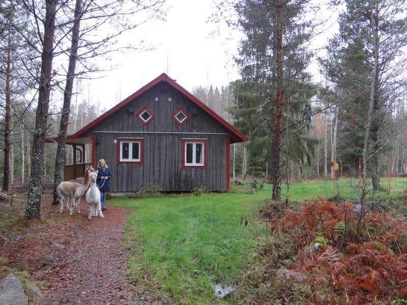 Holzhütte mit rotem Dach und zwei Alpakas vor einem Wald.