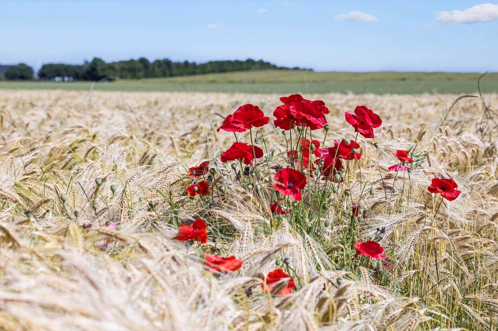 Red poppies bloom in the wheat field under a blue sky.