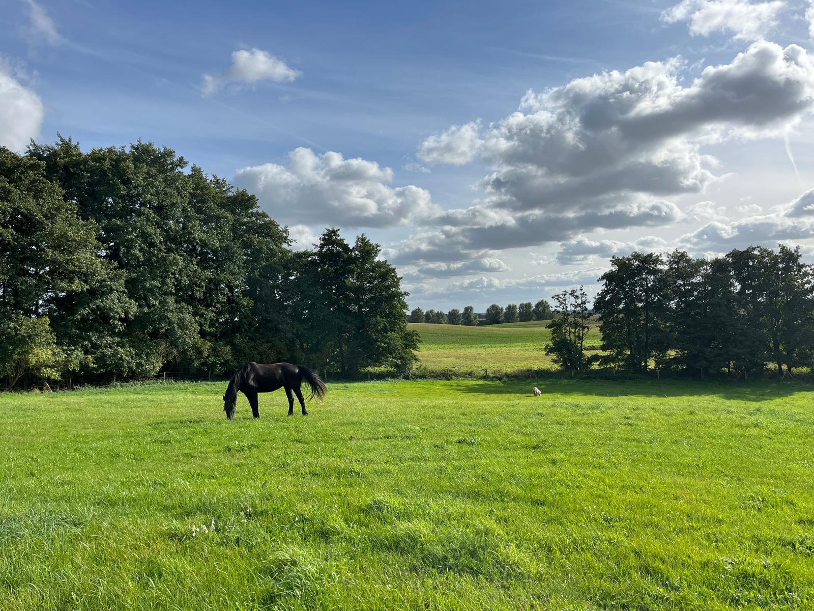 Blick auf die Pferdeweide