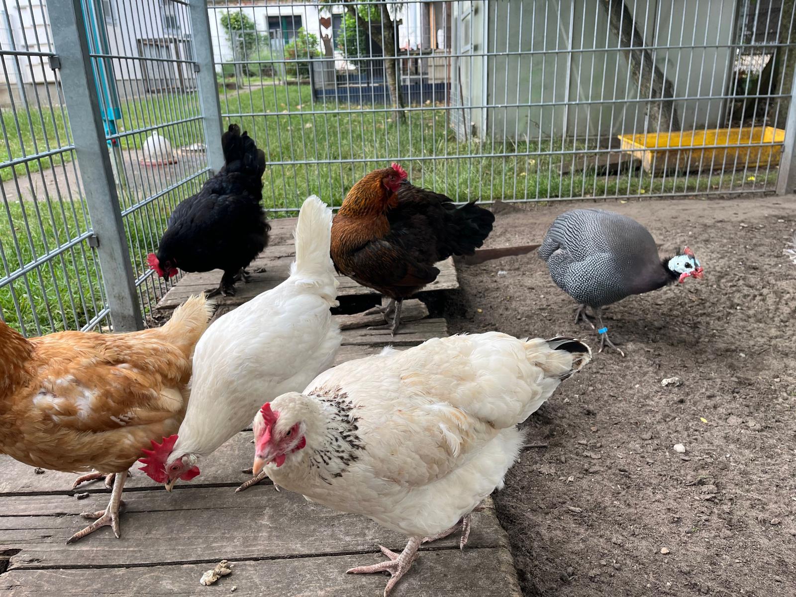 Hühner und frische Eier