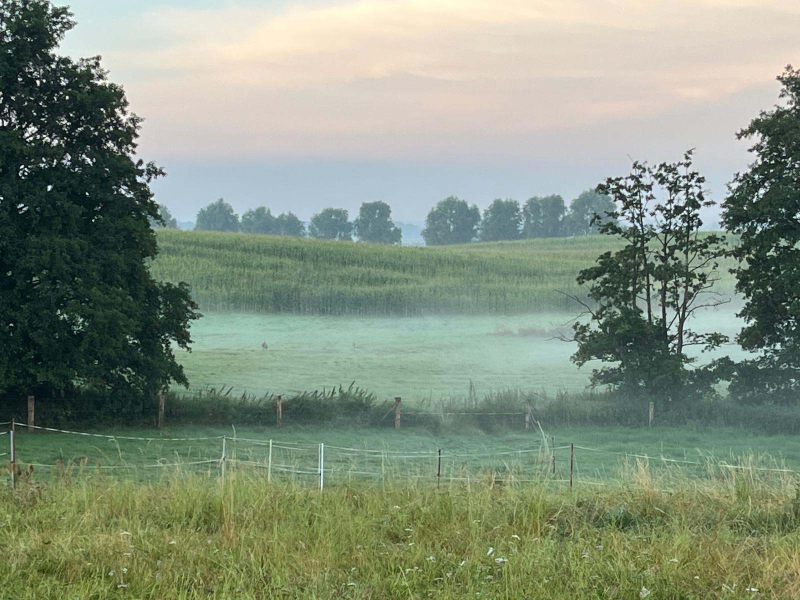 Wildbeobachtung in den Morgenstunden