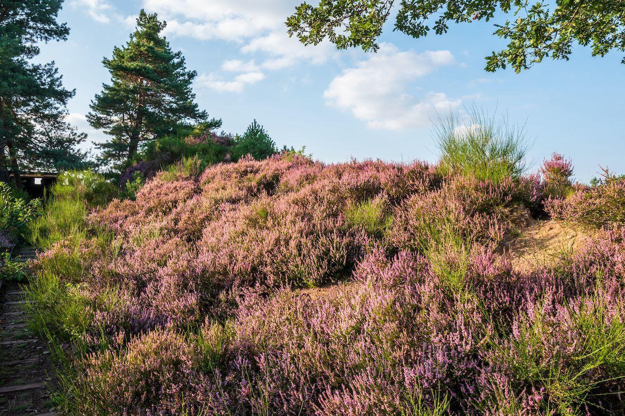 Blooming heath hill under blue sky with trees in background