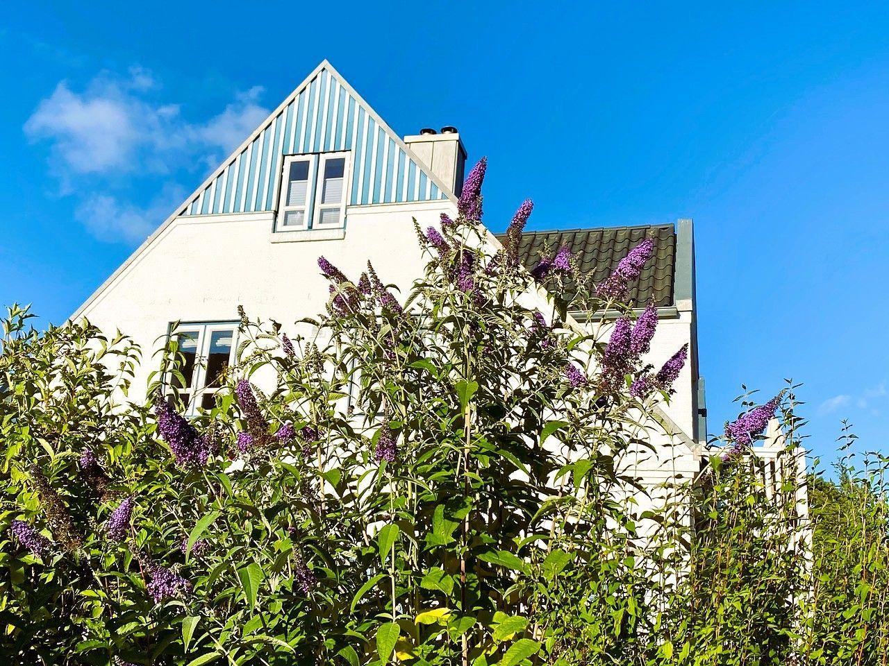 Haus mit blau-weißem Dach und lila Blüten im Vordergrund.