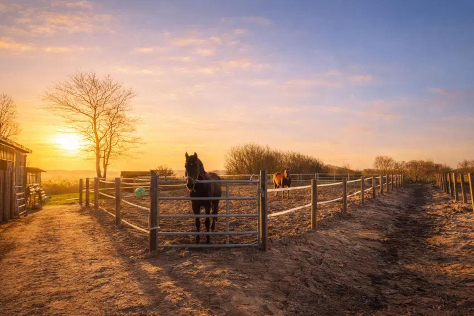 Zwei Pferde stehen in einem Gehege bei Sonnenuntergang. Ein Stall ist links sichtbar.