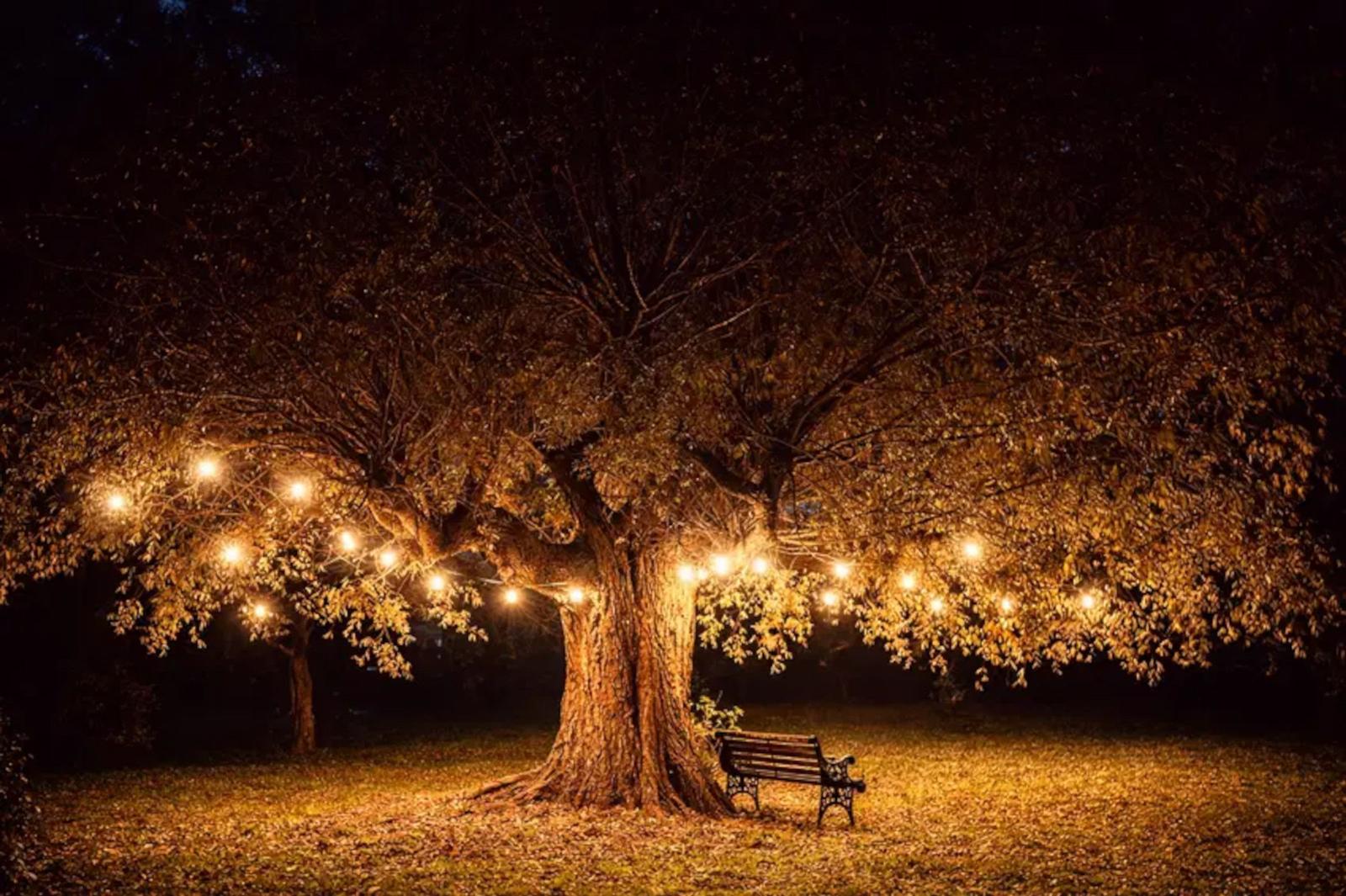 Eine Bank unter einem Baum mit Lichterketten im Freien bei Nacht.