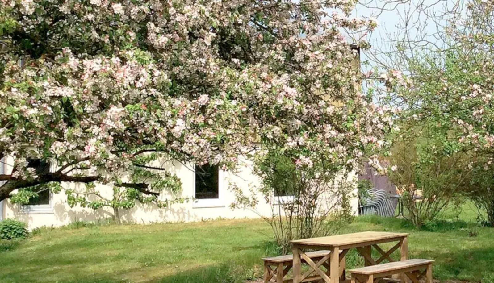 Hinterhof mit Holztisch, blühenden Bäumen und Grasfläche.