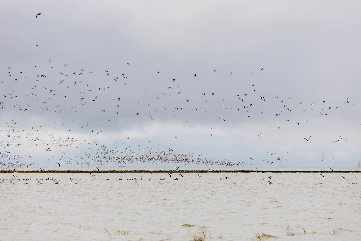 Viele Vögel fliegen über Wasser und Strand. Ein Naturschauspiel an der Küste.