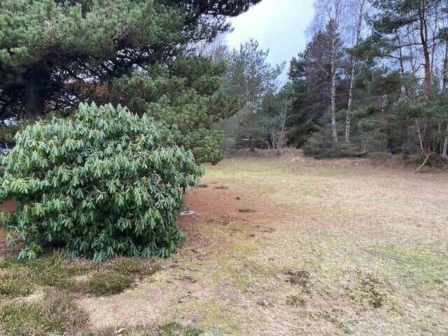 Green bush in front of forest with grassy ground