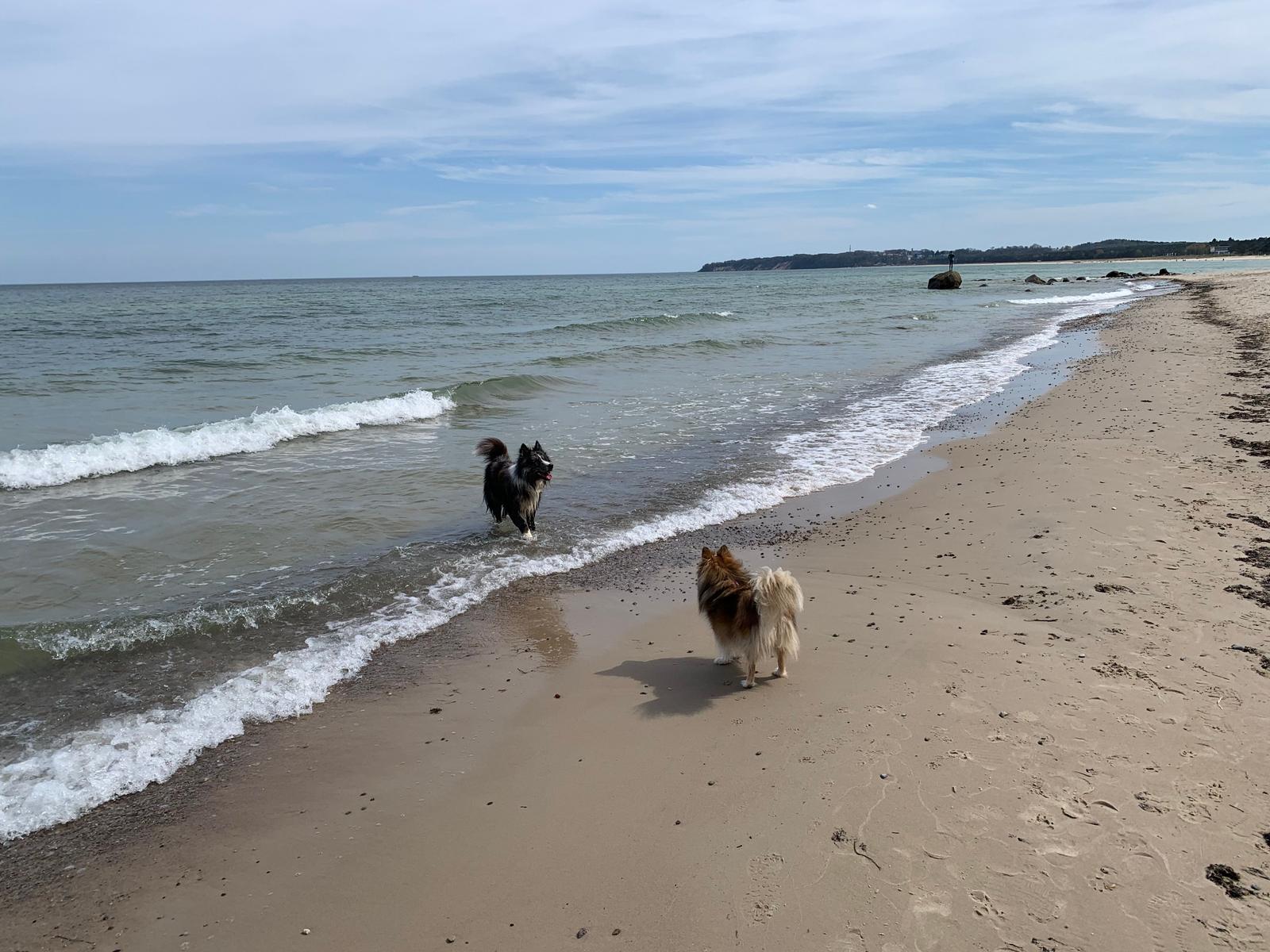 Hunde sind im Urlaub Willkommen