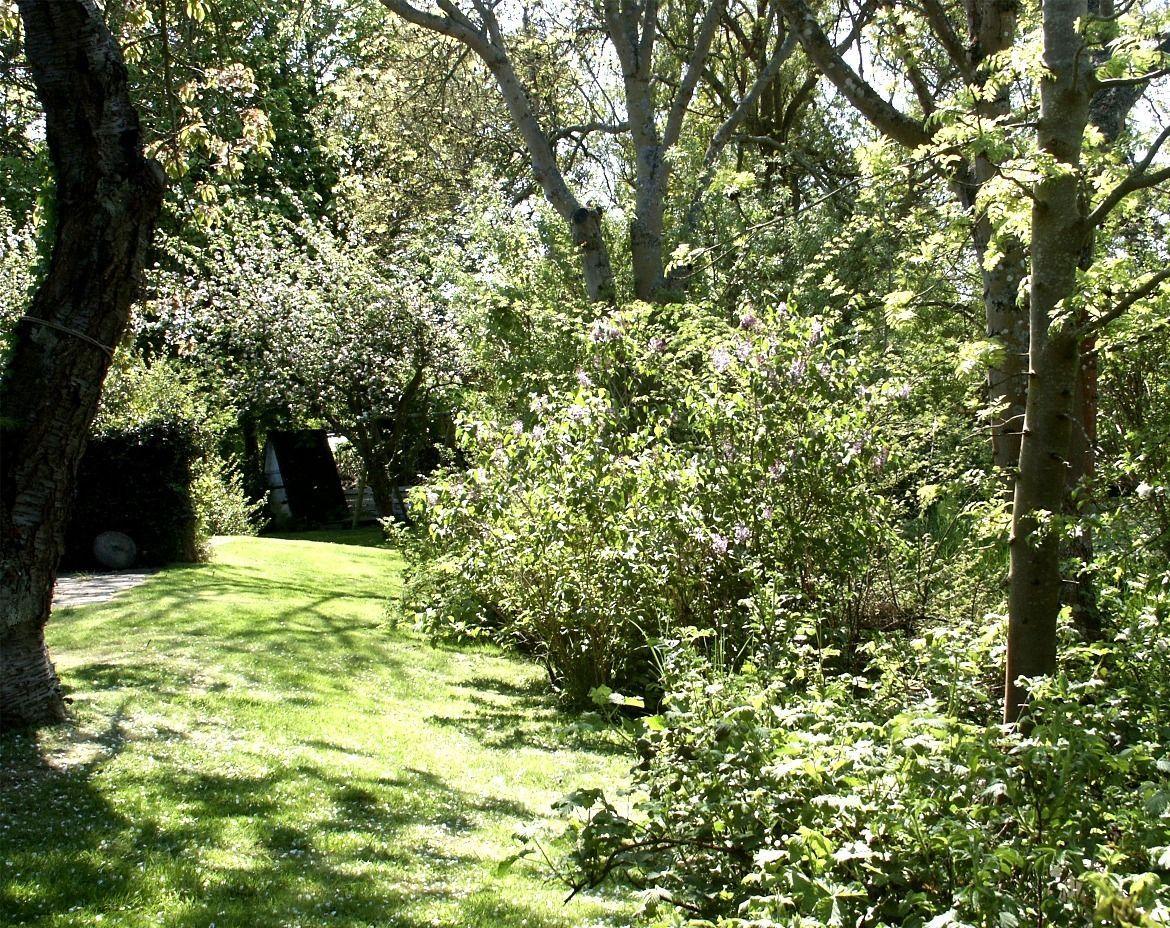 Grün bewachsener Garten mit Bäumen und Sträuchern unter hellem Sonnenlicht.