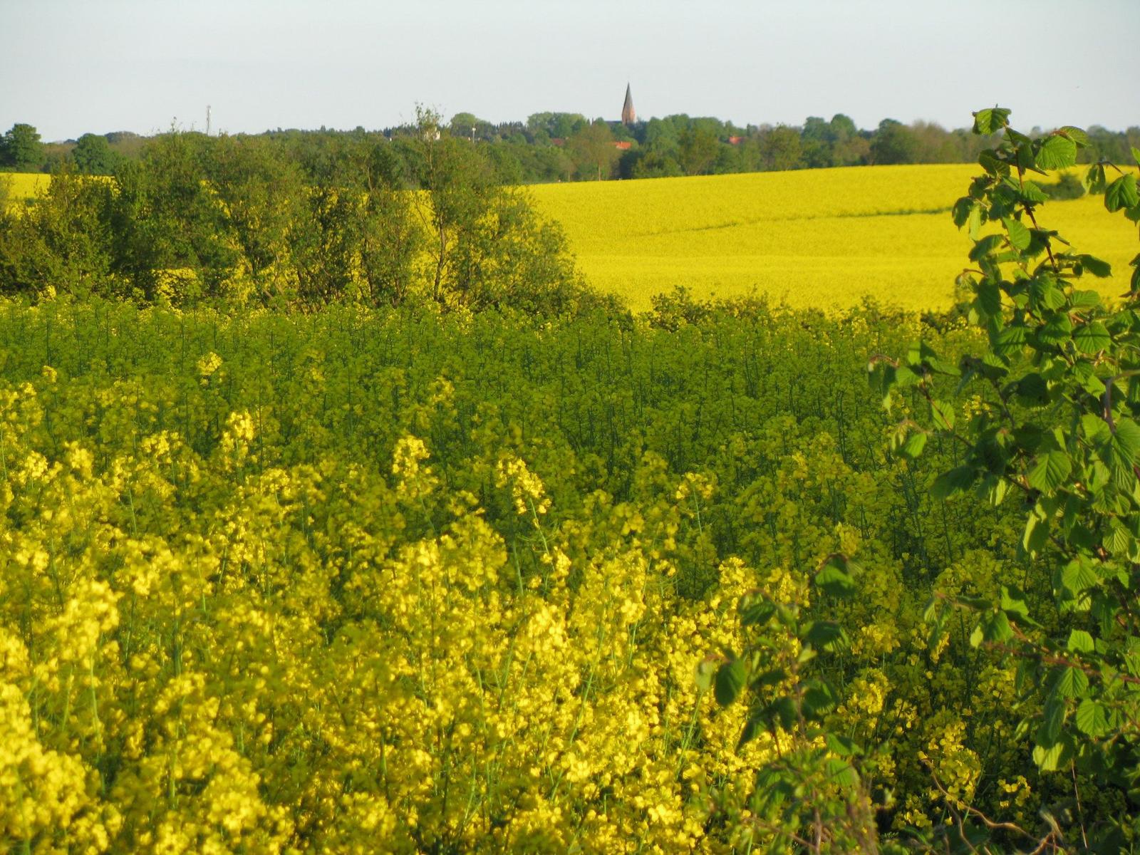 Rapsfelder erstrecken sich bis zum Dorf mit Kirchturm im Hintergrund.