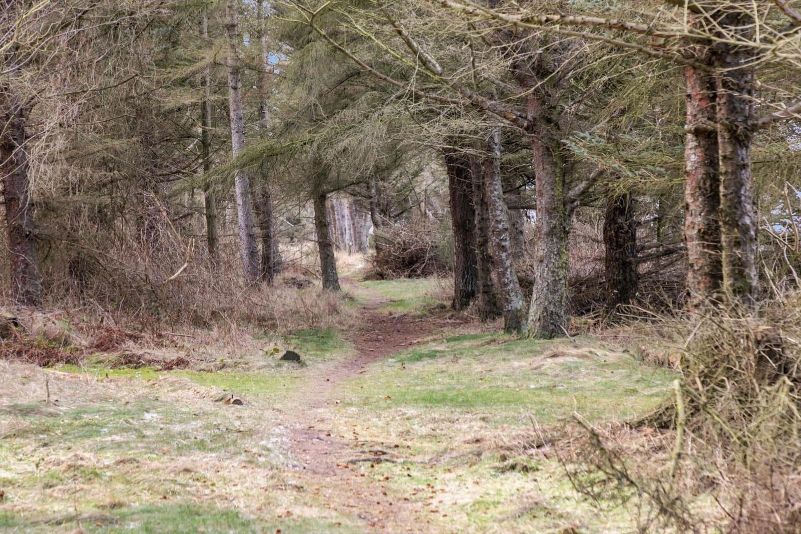 Waldweg durch Nadelbäume mit grasigem Boden