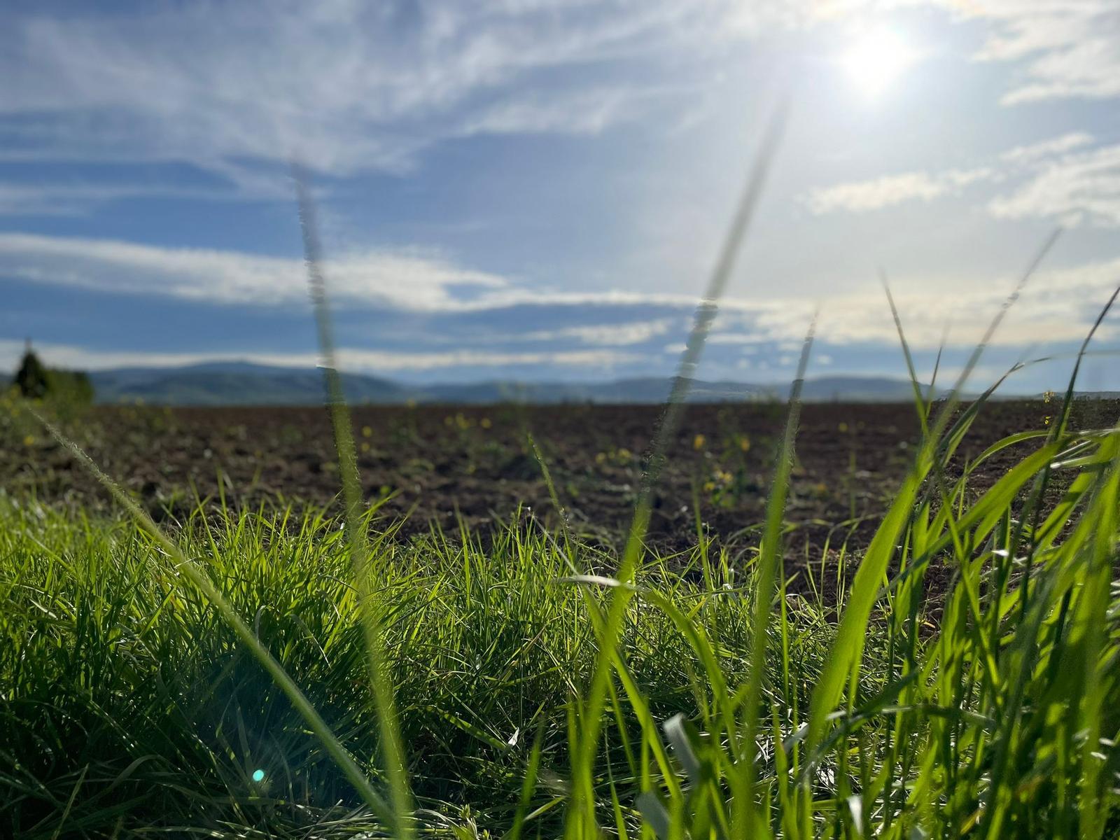 Grüngras im Vordergrund, dahinter Ackerland und Berge unter blauem Himmel mit Sonne.