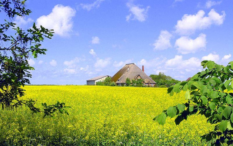Haus mit strohgedecktem Dach steht in gelbem Rapsfeld unter blauem Himmel.
