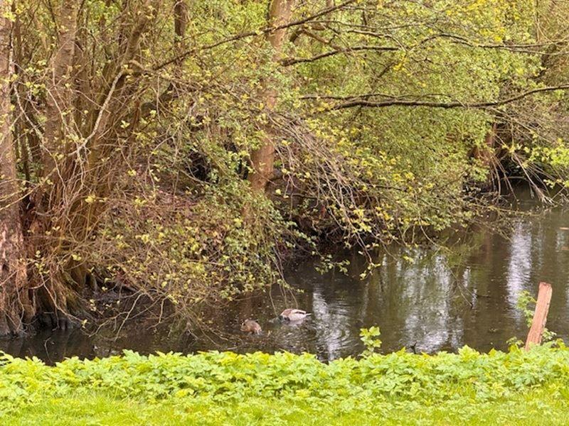 Ein ruhiger Fluss mit Enten und grüner Vegetation am Ufer.