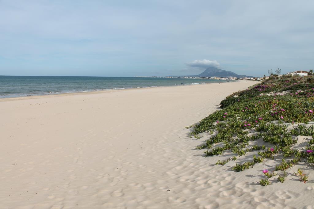 Weiterer Strandabschnitt mit Sanddünen und blühenden Pflanzen. Im Hintergrund ist ein Berg sichtbar.