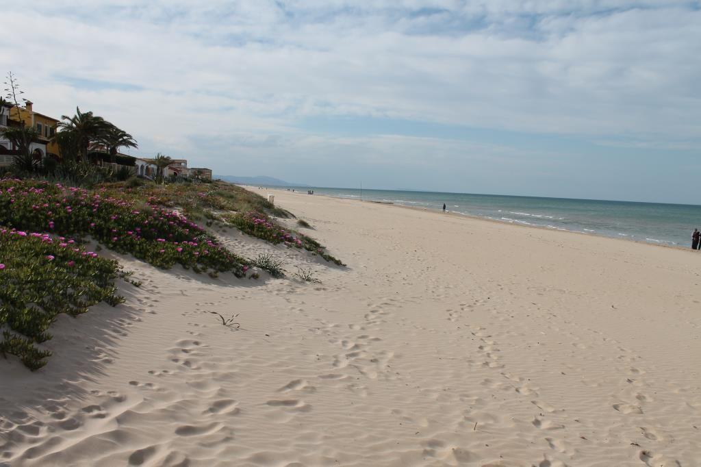 Weiterer Blick auf den Strand mit Sanddünen und blühenden Pflanzen