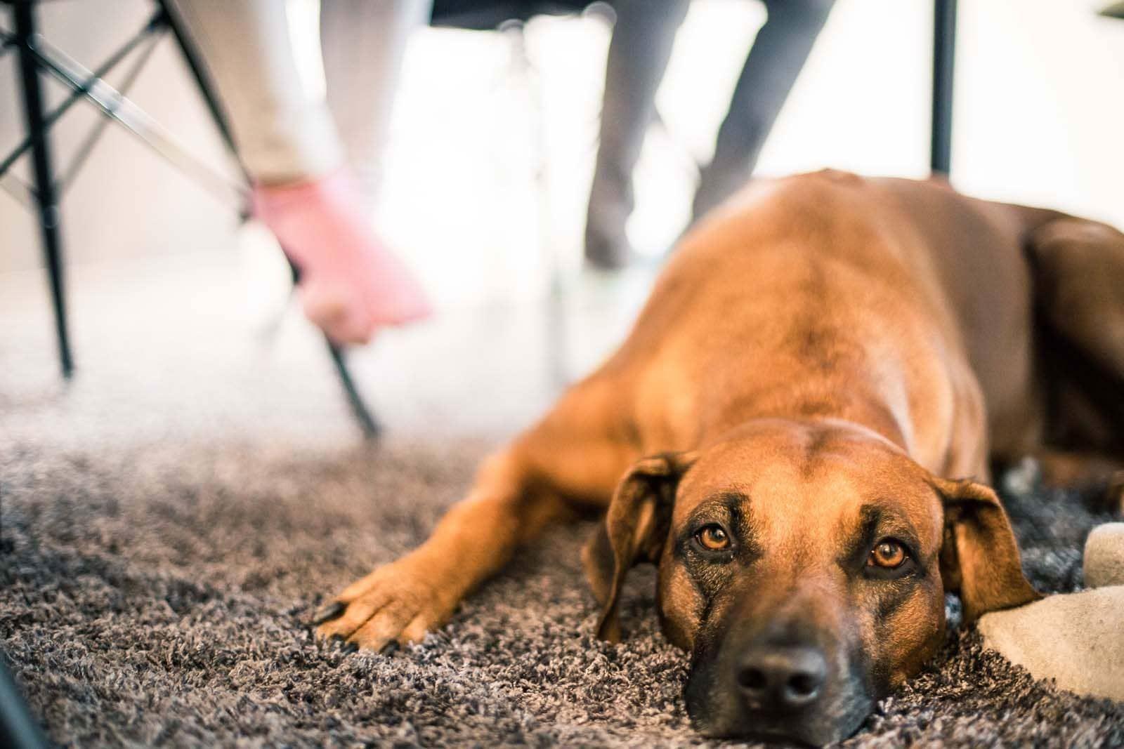 Ein Hund liegt auf dem Teppich und schaut in die Kamera.