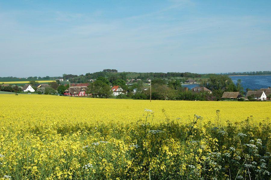 Rapsfeld im Hintergrund Alt Reddevitz